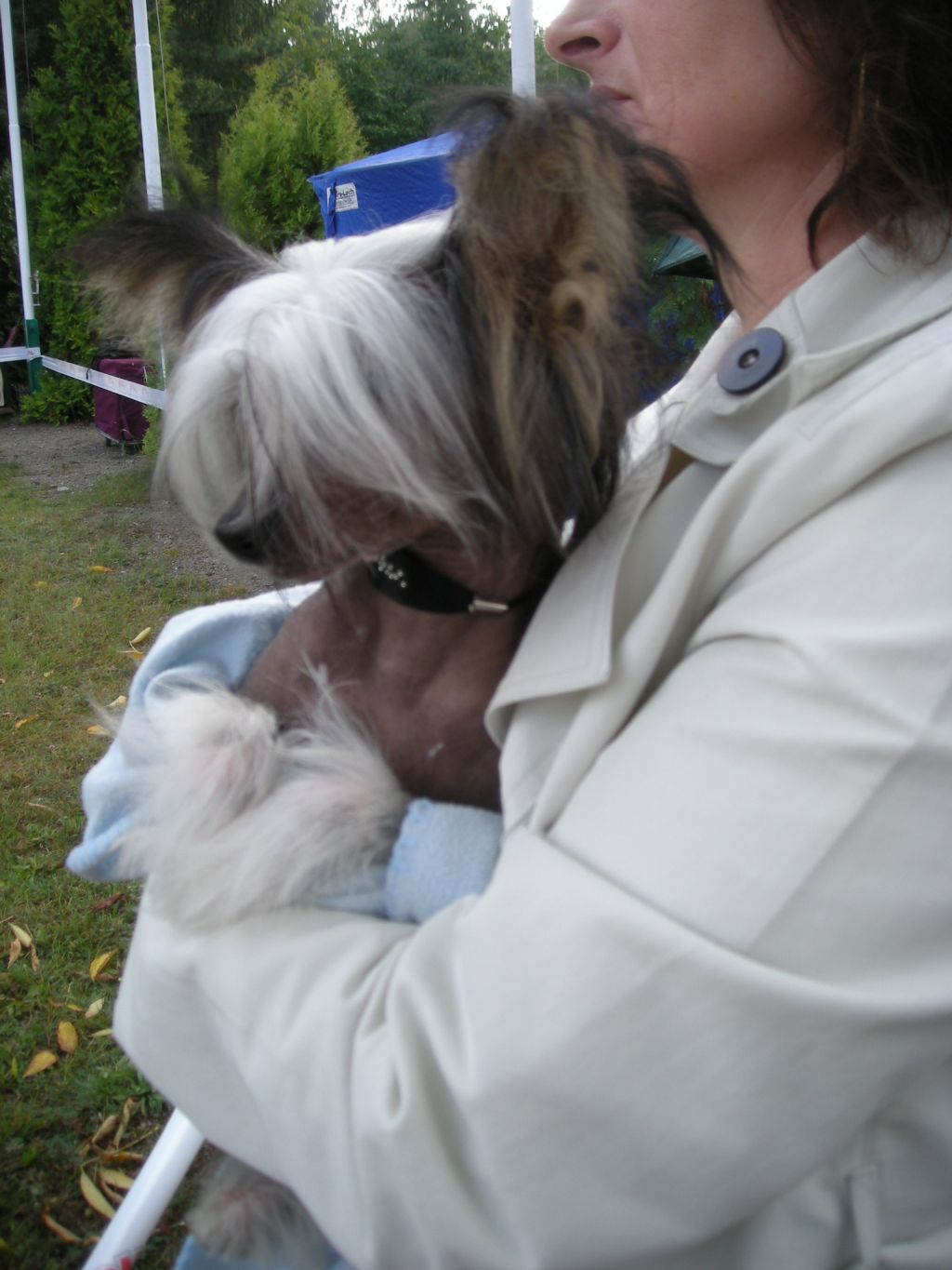 Barbacoma(FCI)Bergamasco Song