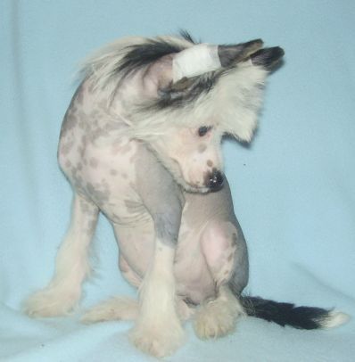 Barbacoma(FCI)Boogie Woogie