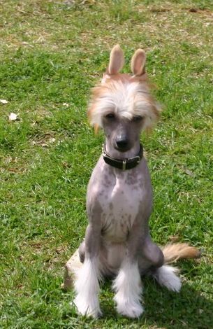 Barbacoma (FCI) Bocca Chiusa