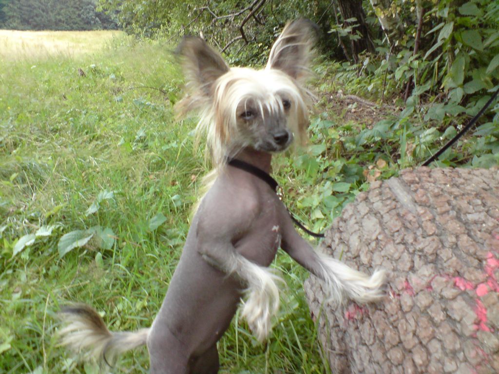 Barbacoma(FCI)Black Mamba