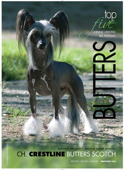 GCHSilver CH Crestline Butters Scotch CAA