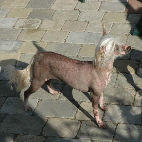 Enchanted's She's A Beauty