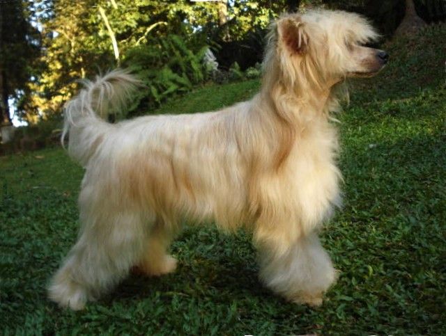 Doucai's Carrot Cruncher