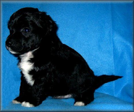 Louis z Kamilova dvora