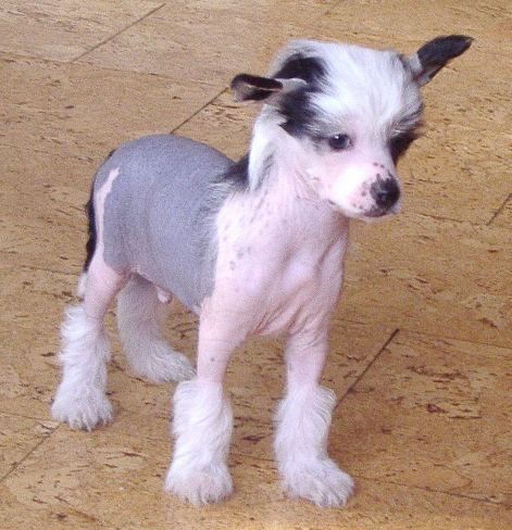 Lucas z Kamilova dvora