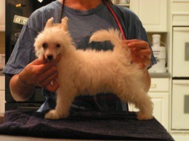 Six Gems Maximum Delight