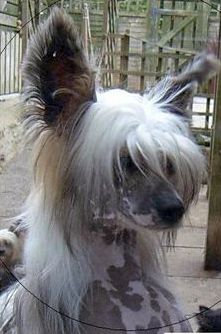 Zucci Star In The Darkness