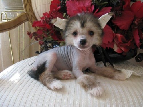 Sakkarra Monkey See Monkey DO