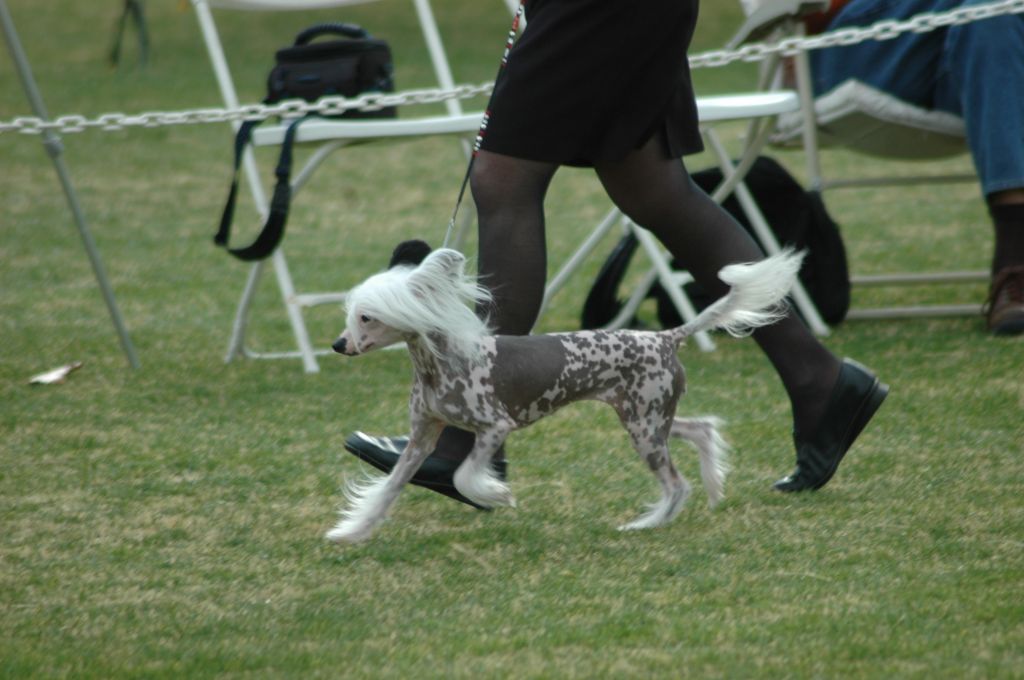 Showtime's Mischief N Mayhem