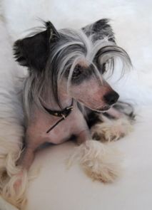 Eugenios Black Betty