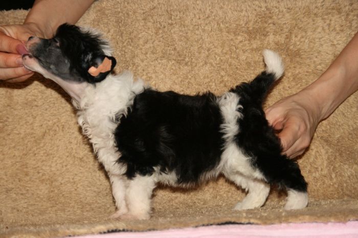 Zorrazo I'm Lovin' It