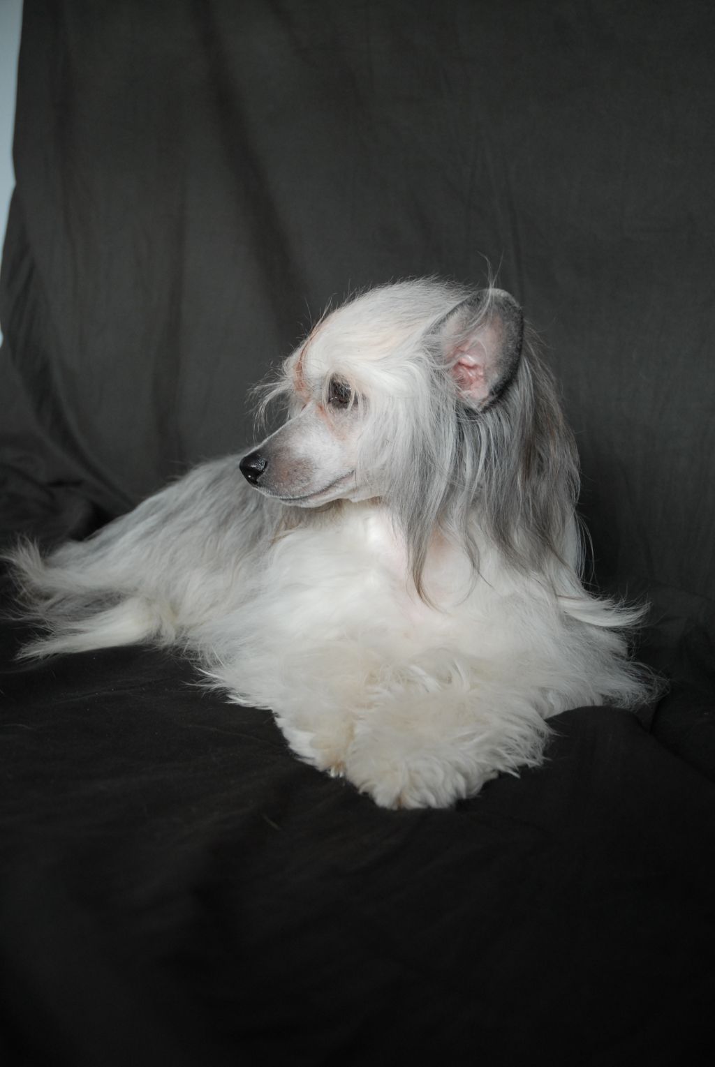 Island Shangri-La's Great Flirt