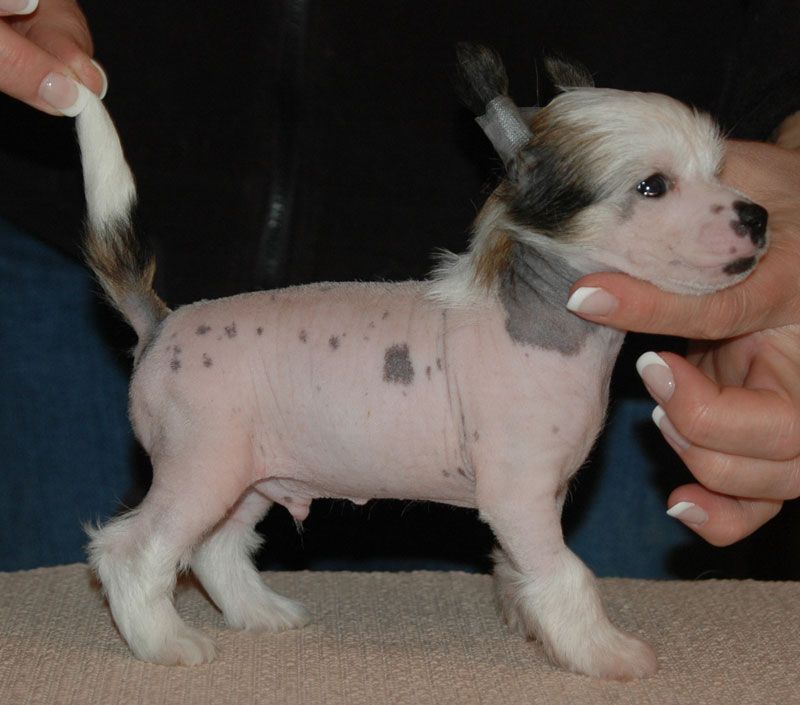 Hamilton Little Champs