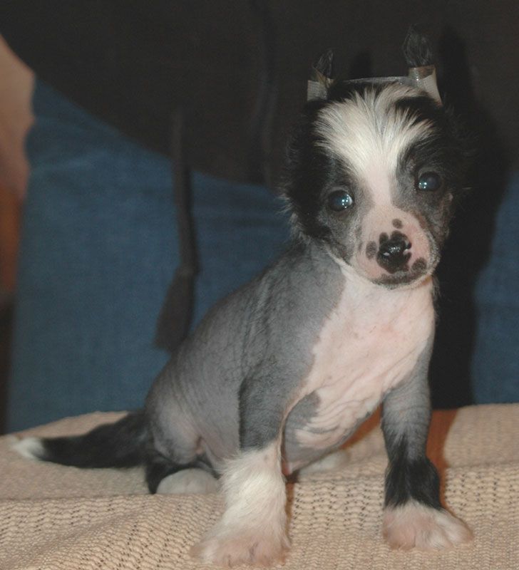 Harley Little Champs