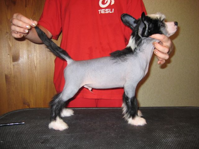 Dogland Happy Yellskij Prince