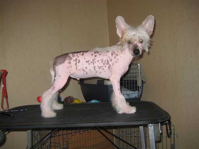 Dogland Happy Uincent 