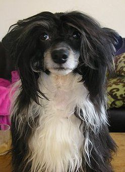 No-Limit of Charley's Generation