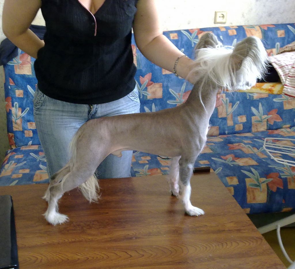 Absent Daikiri Rosso