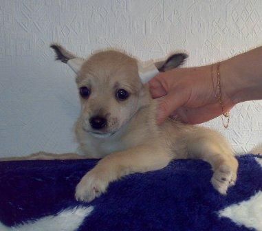 Annee Grande Bollinger 