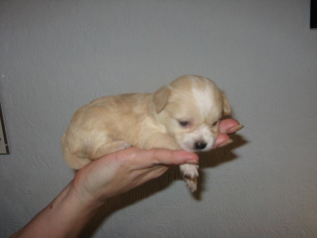 Virginie de Valandraud 