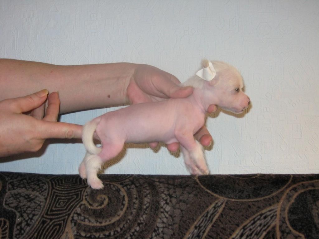 Vieux Chateau Certan 