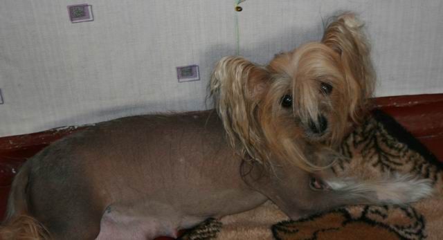 Alfa Laval Play With Fire