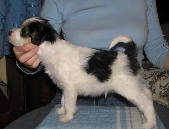 Manzana De Oro Evr Pizhon