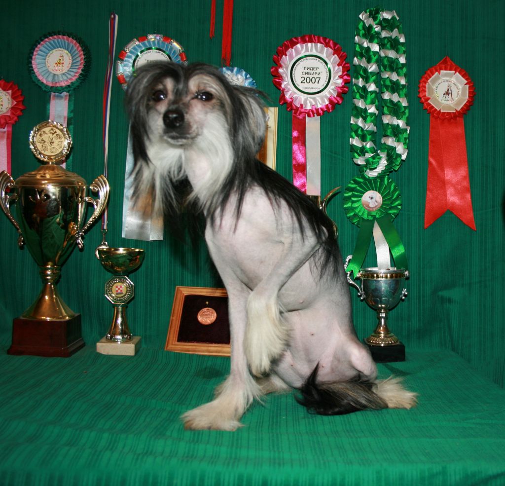 Orchideya Extra Black s Tushinskogo Doma