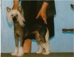 Ch Solaris Proud Pony 4-reil Clear/Normal DNA