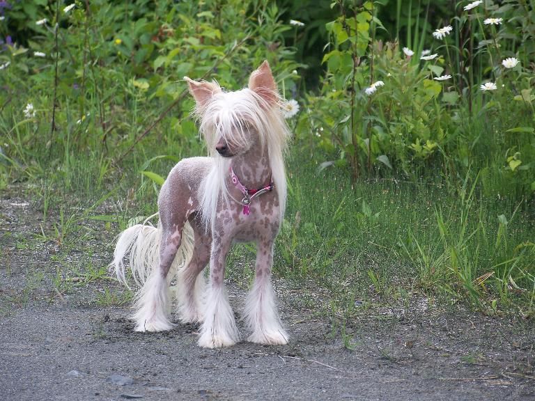 Wavecrests Heart Of Fire