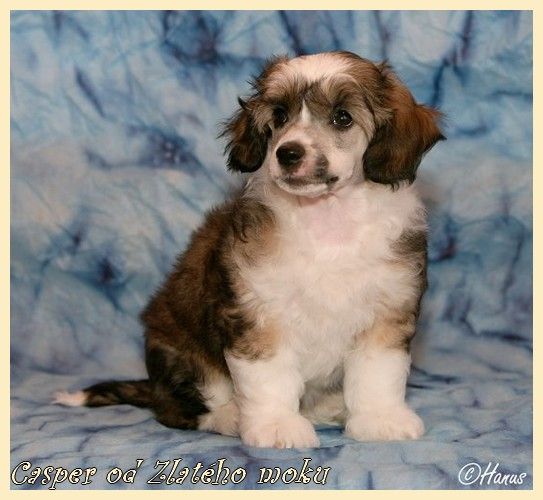 Casper od Zlatého moku