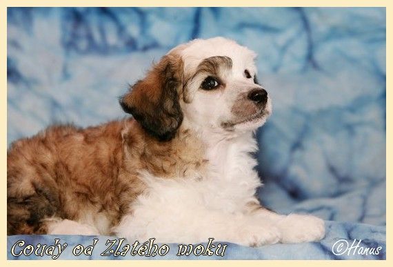 Coudy od Zlatého moku