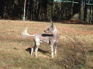 EverCrest's The Full Monty