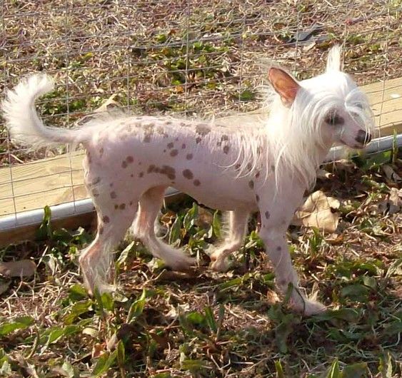 Branhams Exotic Spirit Dancer