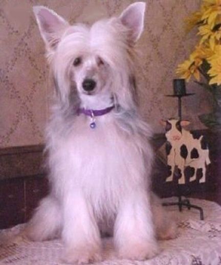 Vicary Shimmering Blue Satin