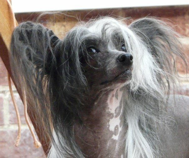 Zucci Tv Star Of Camoto