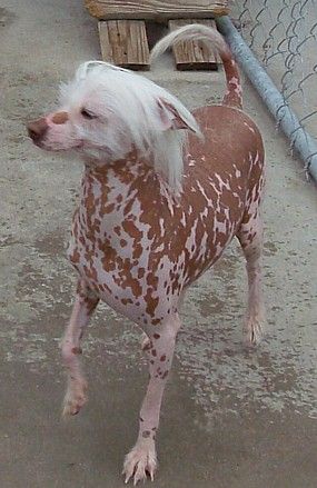 Show'NTell's Little China Bare H.L.