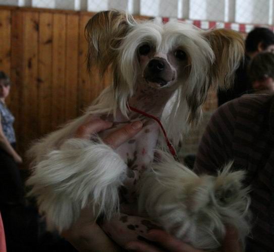 Nezhny Angel O Shuan