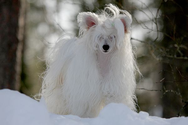 Lunacrest Midnight Miracle