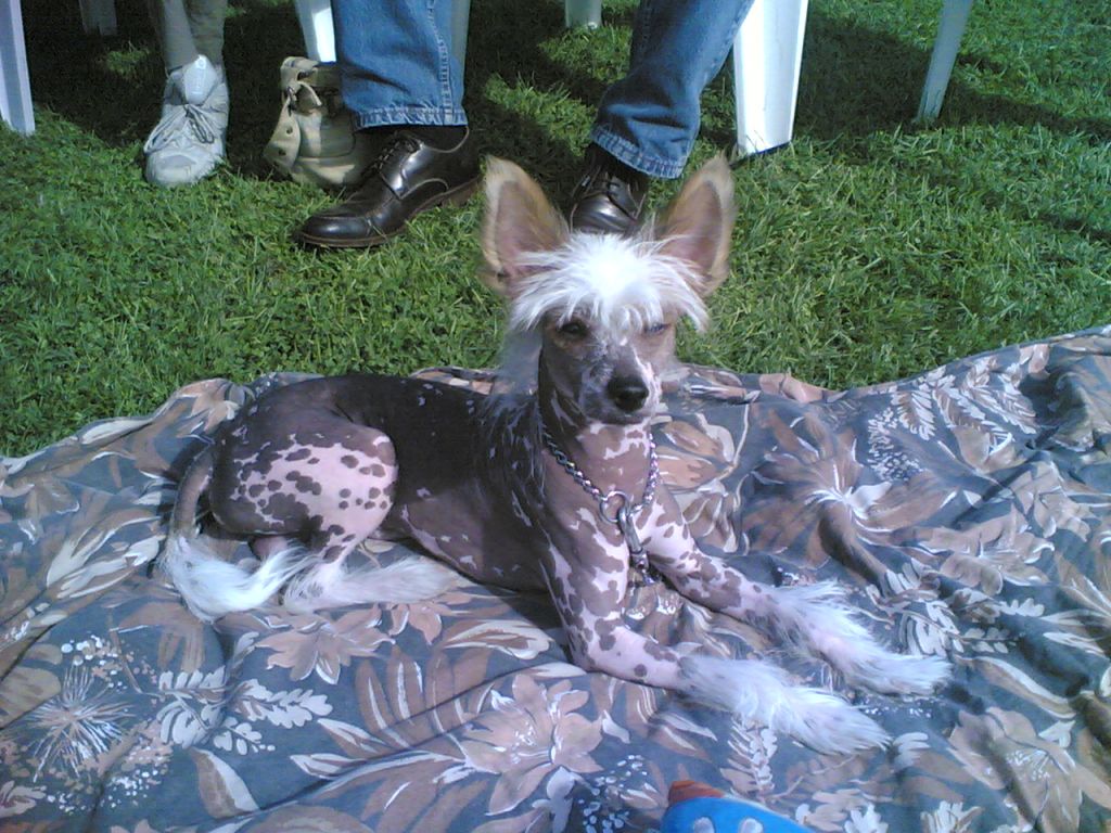 Aranyos Királyok Gyöngye Mókás