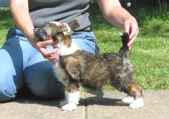 Wickhaven American Idol