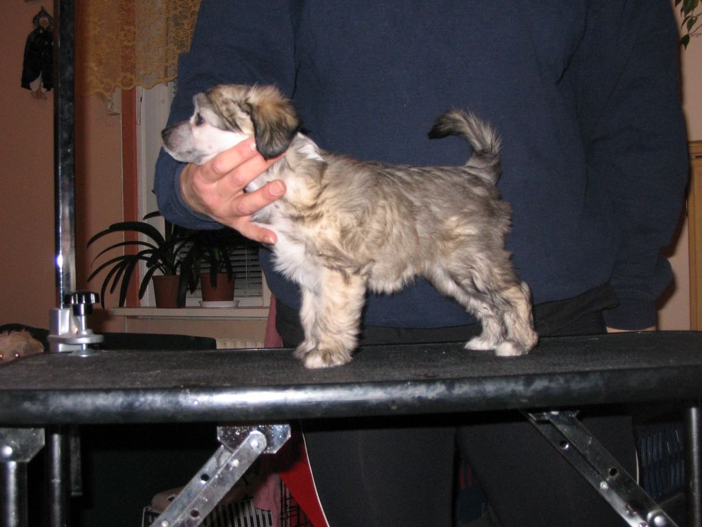 Spirit Of Mantra's Supermodel