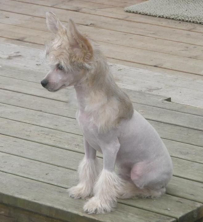 Koirakerman Ghost Rider