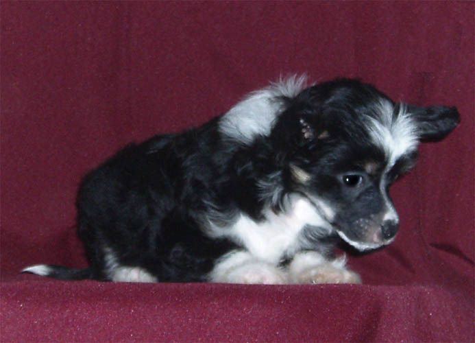 True Magnifisen Renessans