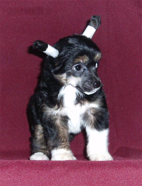 True Magnifisen Rococo