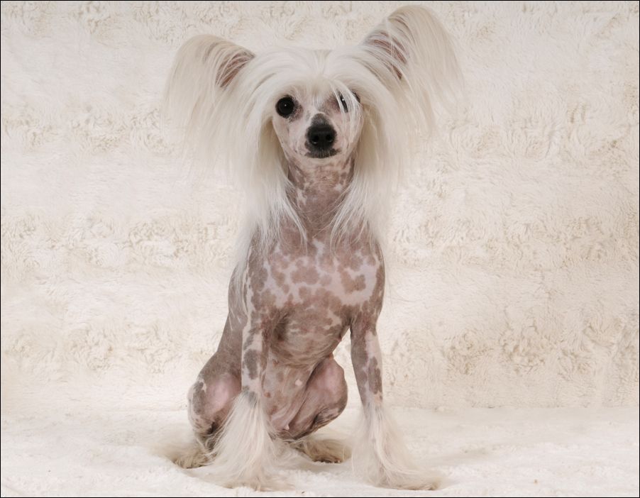 Cipracrest's Desperate Housewife 