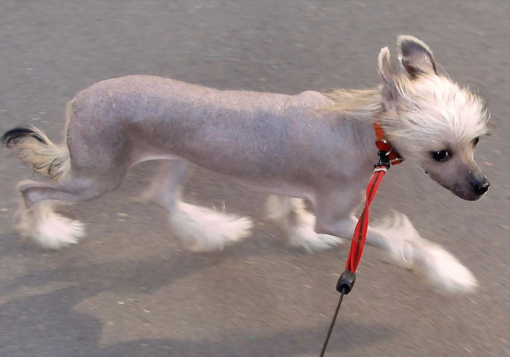 Rashel  Sherry Shine