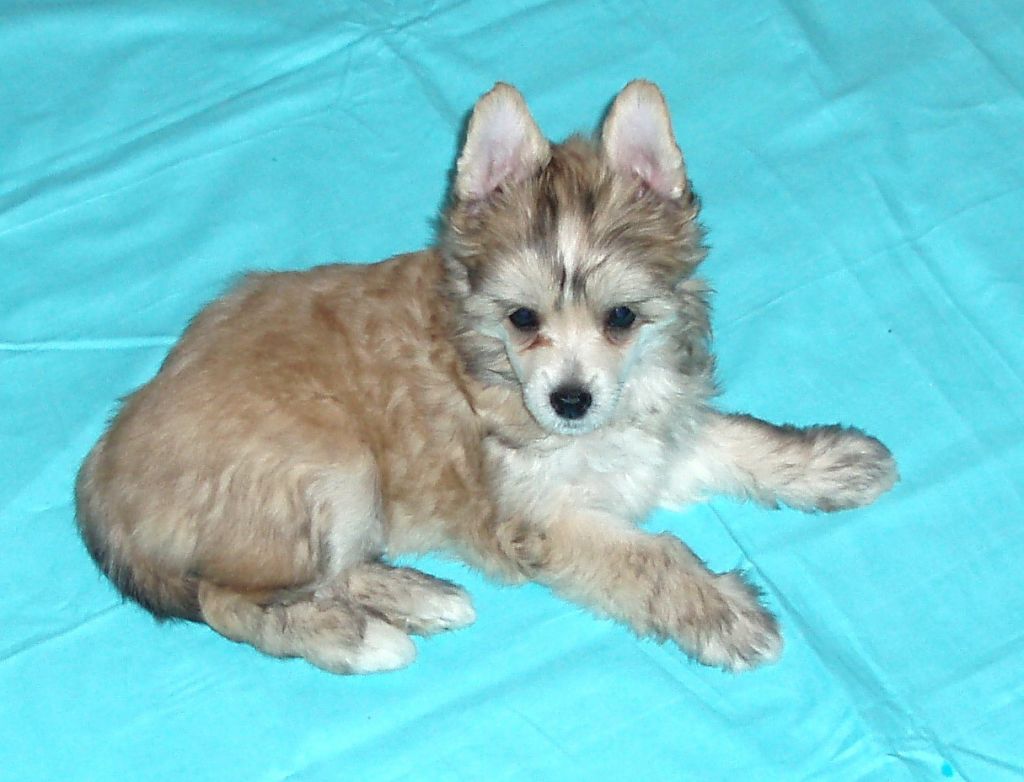 Roksolana  Lady  Luck