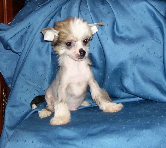 Spiritual I'm the Cream of the Crop