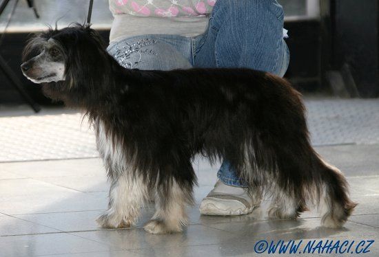  Gaya Powder od Chlpiku